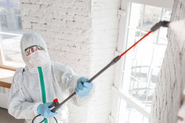 Best Environmental Consulting for Mold Prevention  in San Angelo, TX