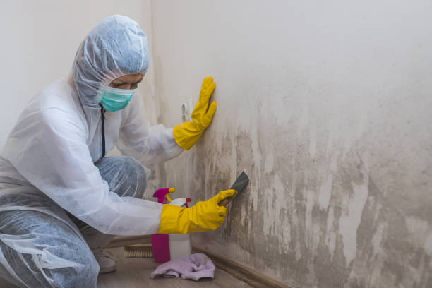 Best Mold Damage Restoration  in San Angelo, TX