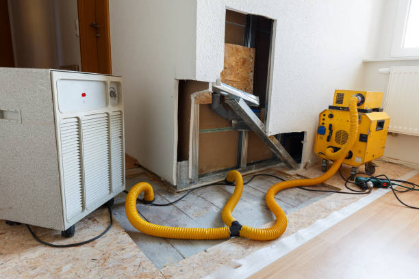 Reliable San Angelo, TX Mold Removal Solutions